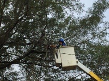Picture shows Public Works employee in a bucket truck pruning tree limbs. 